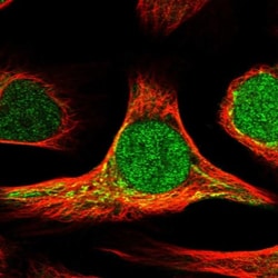 DHRS7 Antibody, Novus Biologicals:Antibodies:Primary Antibodies
